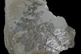 Pennsylvanian Fossil Fern (Sphenopteris) Plate - Alabama #123439-1